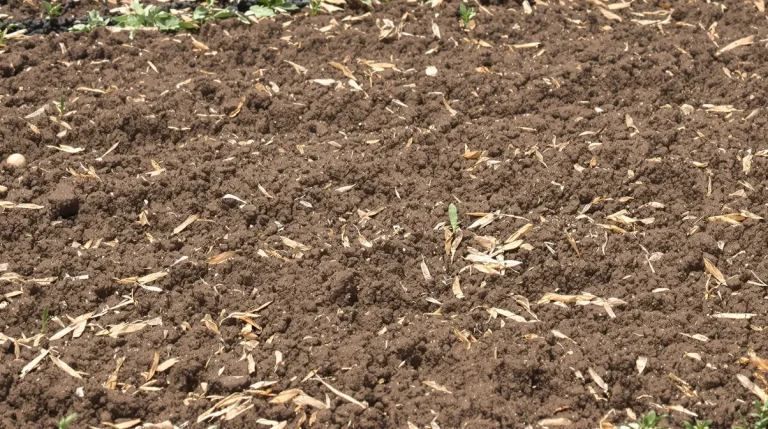 Ces légumes poussent bien mieux plantés que semés, et la plupart des jardiniers l’ignorent encore Ces légumes poussent bien mieux plantés que semés, et la plupart des jardiniers l’ignorent encore