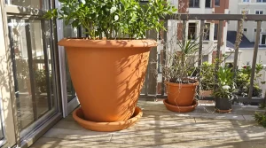 Cette plante remplace les cubes de bouillon en cuisine et se met en pot à cette période clé