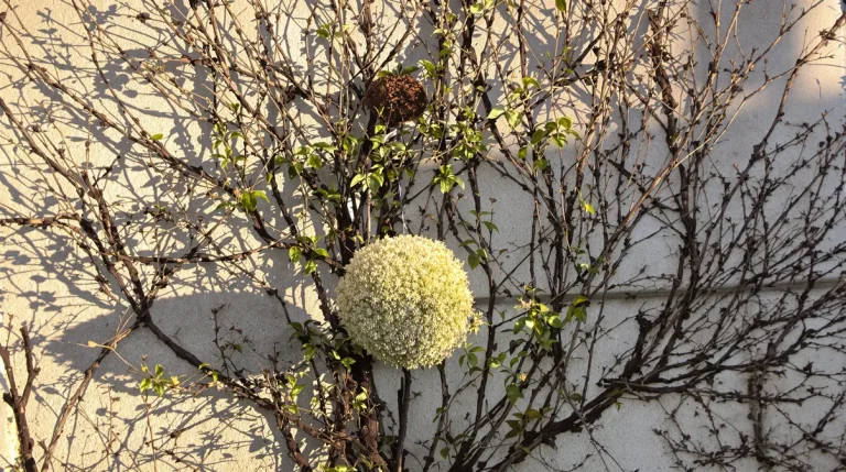 Hortensia grimpant qui ne fleurit presque pas : le geste à faire en mars pour le couvrir de fleurs cet été
