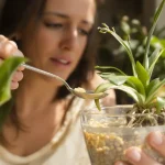 Orchidées que vous alliez jeter : cet ingrédient de cuisine les aide à refleurir rapidement
